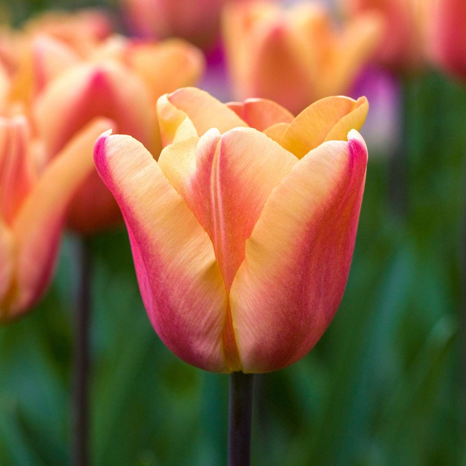 Tulpe 'Apricot Foxx' - Tulipaner